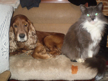 Зображення