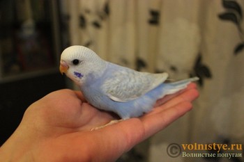 Зображення