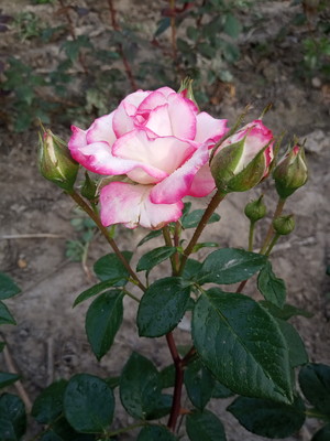 Роза плетистая сорт Хендель - лот 1 саженец