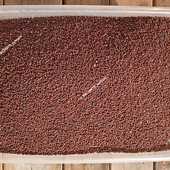 Горчица черная семена на сидерат, на масло, на специи, на микрозелень ( микрогрин) . Лот 0,5 кг.
