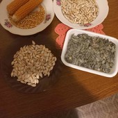  Супер лот семян тыква-кукуруза-фасоль