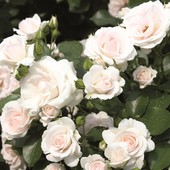 Роза почвопокровная сорт Аспирин - лот 1 саженец