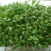 Семена микрозелени Кориандра 30 г (Гарантия качества до 10.10.2026)