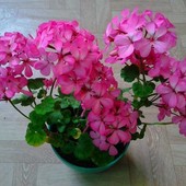 Пеларгония(герань и он же калачик) розовый