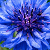 5 шт Сині квіти. Багаторічні. Синие цветы. За бліц 11-12 шт