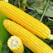 Насіння цукрової кукурудзи Добриня F1 (Lark Seeds), поштучно — рання суперсолодка, №1 в Україні