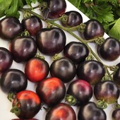 Томат Блек Черрi.Десертний томат-ліана з фруктовими нотками в смаку
