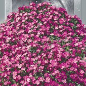 Аубрієта багаторічна Рожево-фіолетовий каскад. Для альпійських гірок, кашпо і просто квітників.