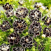 Семена Гвоздики махровая Черное и белое. Высота 30-35 см. Цветет всё лето
