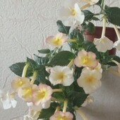 Кімнатна рослина ахіменес з жовтими квітами лот 1шт