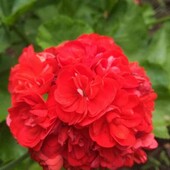 Пеларгонія Red dachila flowered