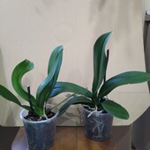Две орхидеи фаленопсис одним лотом.Цвет сюрприз.