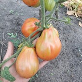 Неперевершений смачнючий крупноплідний томат "Італійський жеребець,20 насінин