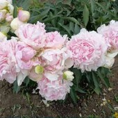 Пион крупный сортовой розово белый