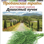 Запашний, ароматний укроп "Духмяний пучок"