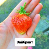 Полуниця Вайбрант, 10 шт.