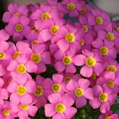 Oxalis purple sunrise