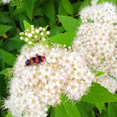 спірея японська Albiflora