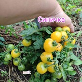 Томат Синичка (кімнатний)