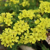 Oxalis pes-caprae cream