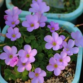 Oxalis minuta