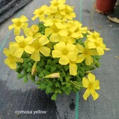 Oxalis comosa yellow