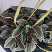 Пеперомія Peperomia Caperata