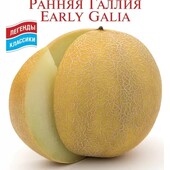 Диня Рання Галлія.Фантастично ароматна та фруктово-солодка диня.