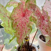 Caladium Місс муффет