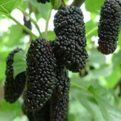 2 шт ! Сортовая крупная, очень сладкая и ароматная Шелковица. черенки