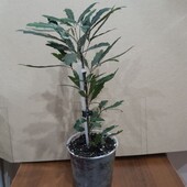 Дизиготека