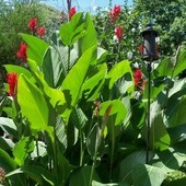 Продам клубни гигантской канны. фото 2,3,4,5 ( клубни на продажу, одна деленка в лоте) Листья кру