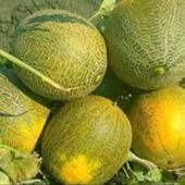 Дыня столовая, росток Cucumis melo L, диня