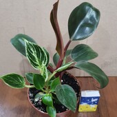 Три филодендрона в одном горшке.