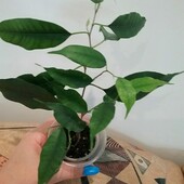 Фікус Бенджаміна Екзотика(Бенджаміна ‘Exotica’)