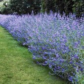 каріоптеріс Kew Blue, 2,5 річн. у горщику 1л