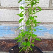 каріоптеріс Kew Blue, 2,5 річн. , той що на фото, у горщику 1,5л