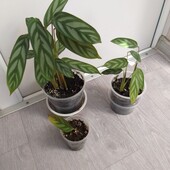 Ктенанта