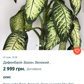 Дифенбахія