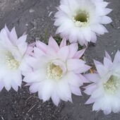 Кактус