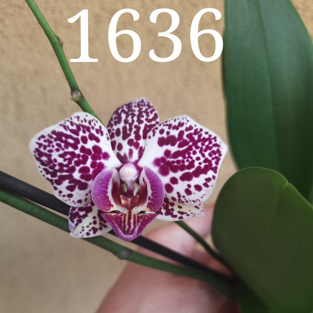 Фото №2