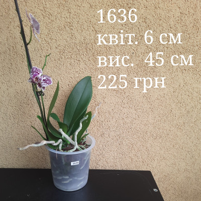 Фото №1