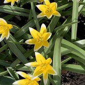 Ботанічний тюльпан