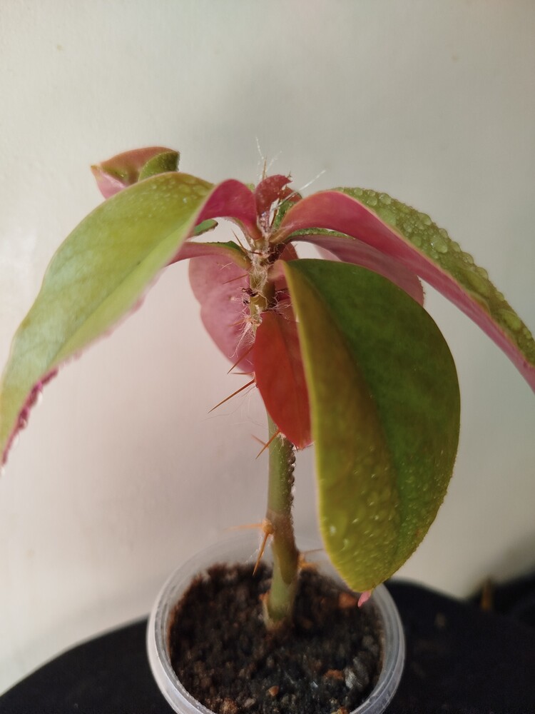 Фото №2