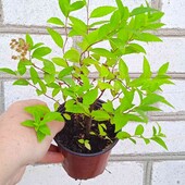 спірея японська Albiflora у горщику 0,3 л