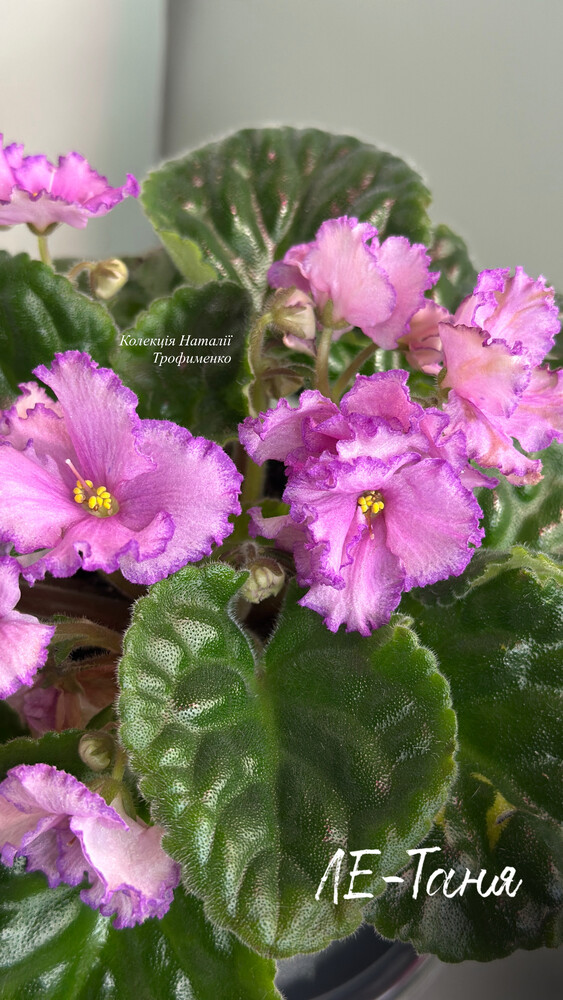 Фото №2