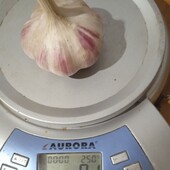 Часник сорту Любаша