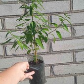 каріоптеріс Kew Blue, 1,5 річн., висота 45+ см