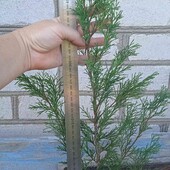 ялівець козацький , 3-річн.саджанець у горщику 1,5- 2,0 л