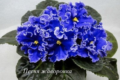 Фото №1